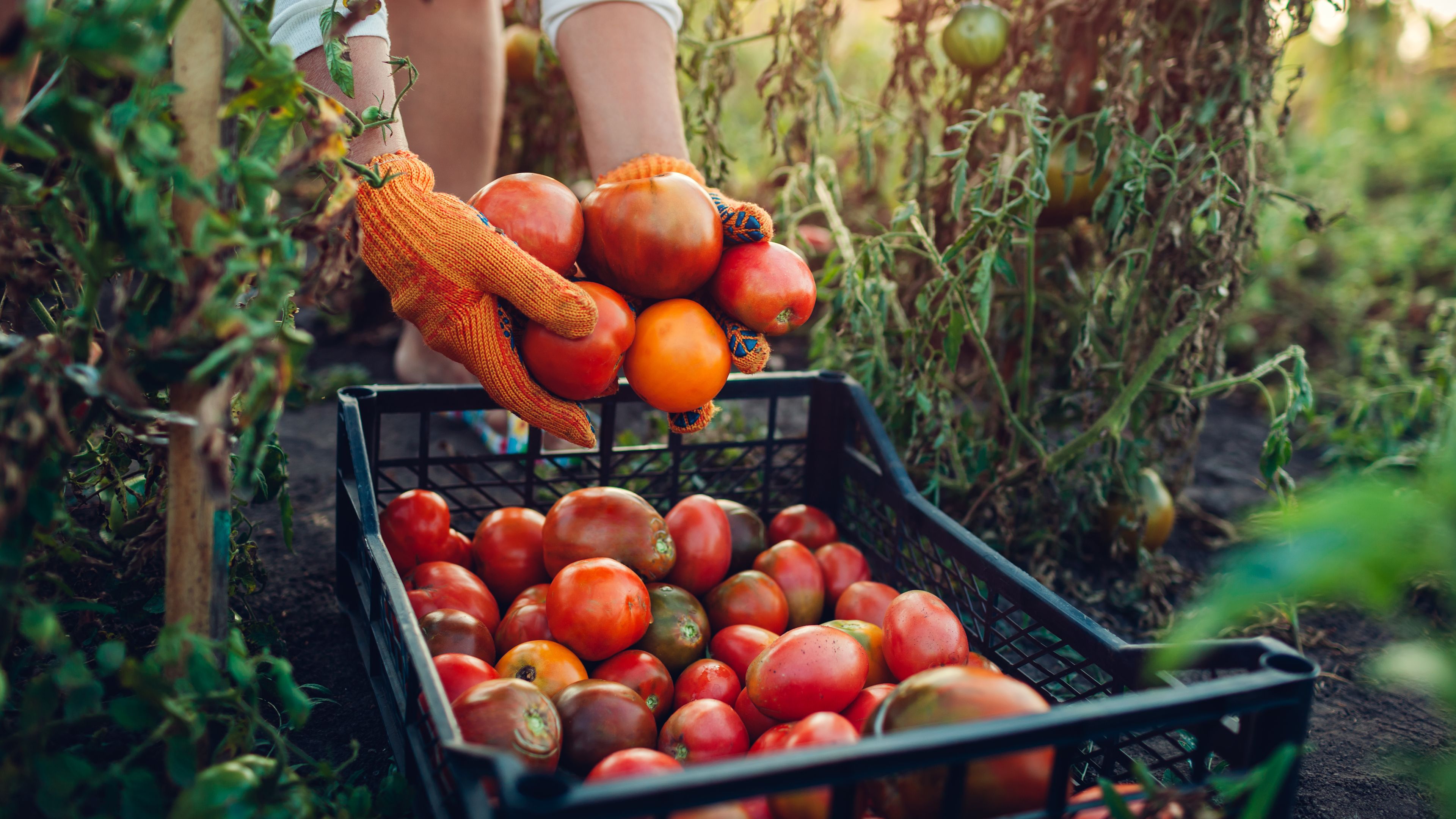 A person wearing orange gloves harvests ripe, red tomatoes from a garden and places them into a black crate. The garden plants are green and slightly wilted, with sunlight visible in the background. Freshly picked tomatoes fill the crate.